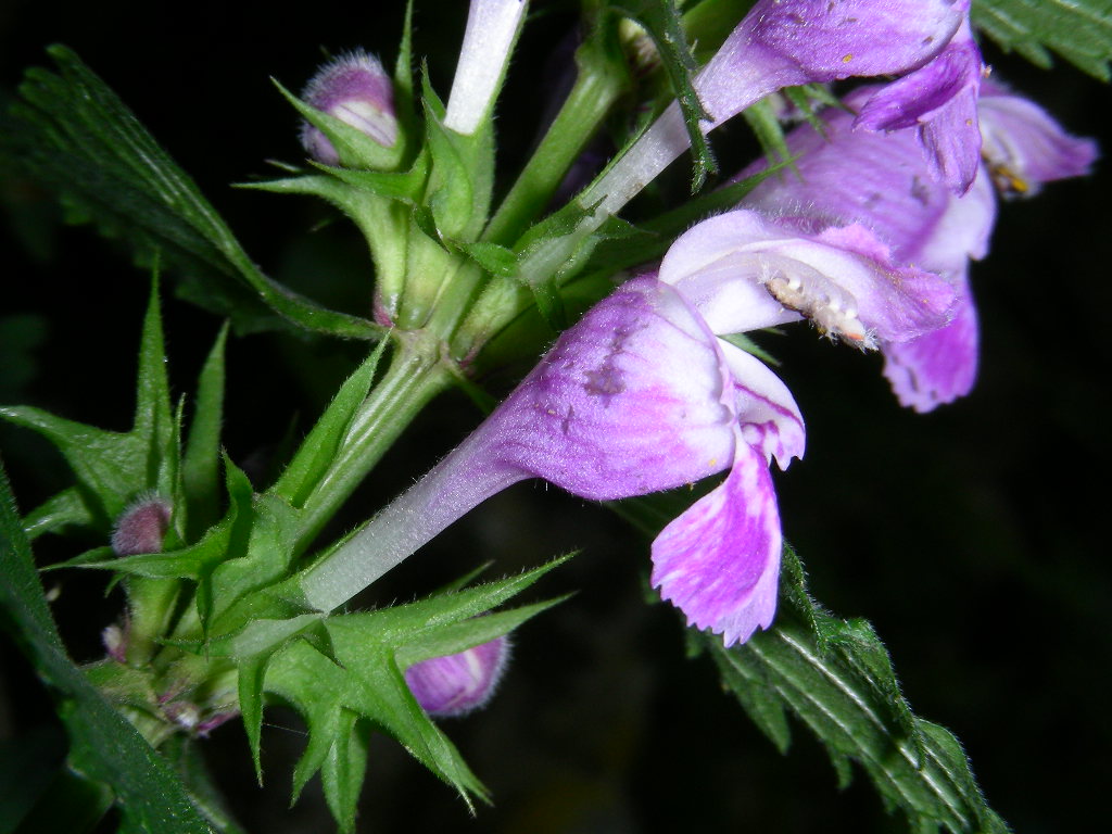 Lamium garganicum subsp. laevigatum / Falsa-ortica levigata